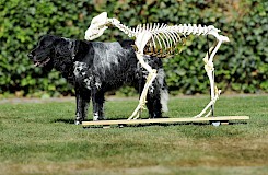 Die Biomechanik des Hundes: Skelett und lebender Hund im Vergleich