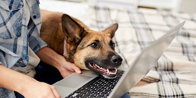 Schäferhund sitzt mit Herrchen vor dem Laptop