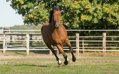 Ein Pferd galoppiert über die Weide