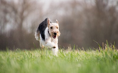 Ein Hund rennt über eine Wiese