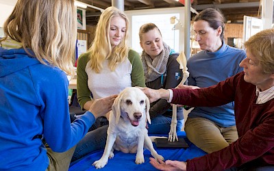 Teilnehmerinnen und Dozentinnen üben am Hund