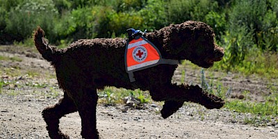 Ein Rettungshund des DRK