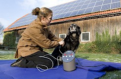 Behandlung eines Hundes mit der Matrixtherapie