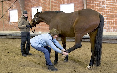 Ein Pferd wird am Hinterbein osteotherapeutisch behandelt