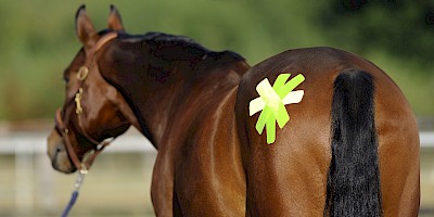 Ein Pferd wurde mit Kinesiotapes behandelt.