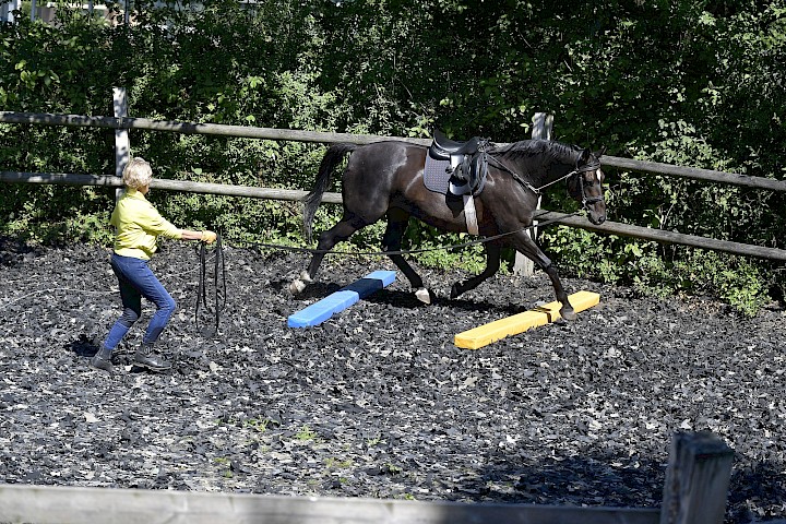 Ein Pferd im Longierzirkel