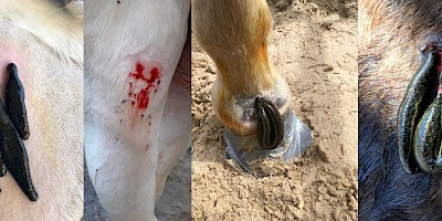 Ein Pferd wird mit Blutegeln behandelt