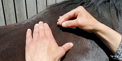Ein Pferd wird mit der Dry Needling Technik behandelt
