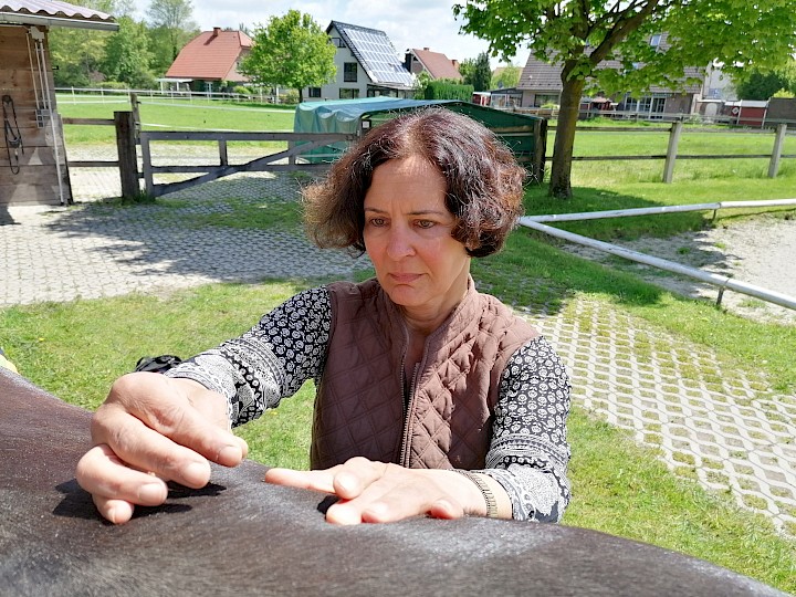 Die Tierärztin behandelt ein Pferd mit Dry Needling