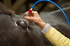 Die Therapeutin wendet ein Schröpfgerät am Pferd an