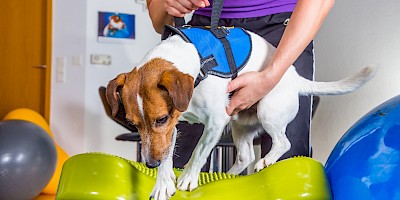 Ein Hund wird physiotherapeutisch behandelt