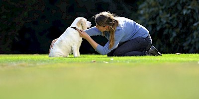 Eine Therapeutin untersucht einen Hund