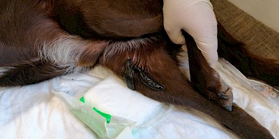 Ein Hund wird mit Blutegeln behandelt