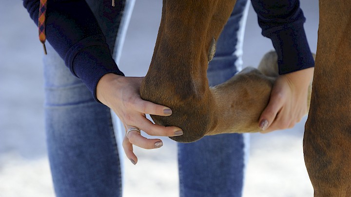 Eine Therapeutin führt am Bein des Pferdes eine Grifftechnik aus