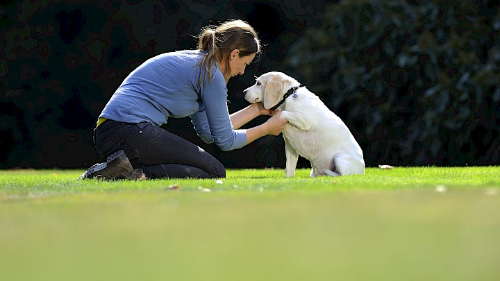 Eine Hundetherapeutin behandelt einen Hund an der Vorderpfote