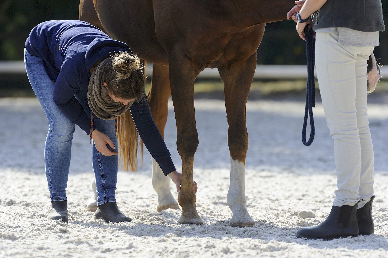 Physiotherapie Pferd Ausbildung Nrw