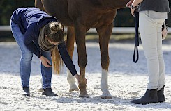 Die osteopathische Behandlung am Pferd wird von den Teilnehmern geübt