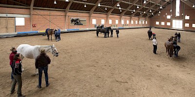 Kursteilnehmer arbeiten in Kleingruppen am Pferd in der Reithalle