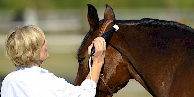 Ein Pferd wird im Kopfbereich mit der Matrixtherapie behandelt