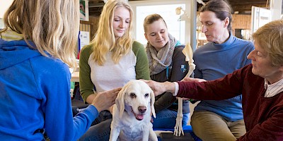 Praxisunterricht in Kleingruppen am Hund