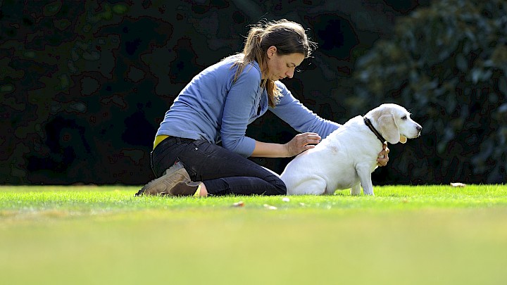 Eine Hundephysiotherapeutin behandelt einen Hund am Rücken