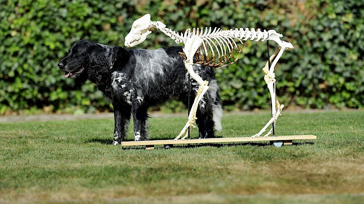 Ein lebender Hund steht hinter einem Hundeskelett