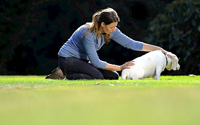 Die Therapeutin behandelt einen Hund am unteren Rücken