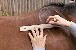 Auf dem Pferd wird markiert, wo der Sattel sitzen muss