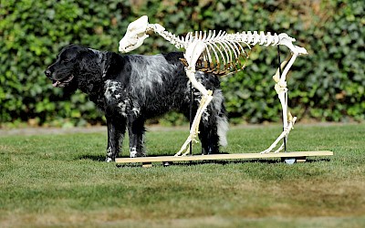 Ein lebendiger Hund steht hinter einem Hundeskelett