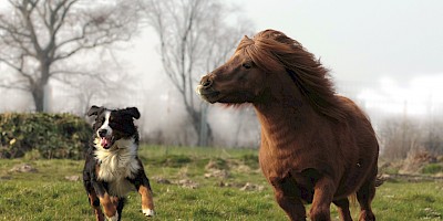 Ein Hund und ein kleines Pony rennen über eine Wiese