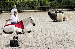 Für das Außenviereck brachte Anne Krüger-Degener ein Pferd, drei Ziegen und sechs Hunde mit