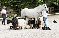 Die Ziegen laufen ganz entspannt durch das Pferd, während die Hunde mit Argusaugen darauf achten, dass keine aus der Reihe tanzt