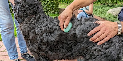 Ein Hund genießt eine Gua Sha Behandlung