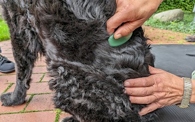 Ein Hund wird mit einem Gua Sha Schaber behandelt