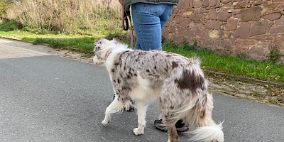 Ein Hund wird zur Gangbildanalyse an der Leine geführt