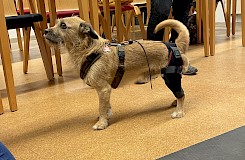 Ein Hund trägt ein orthopädisches Hilfsmittel