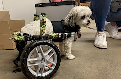 Ein Hund mit Rollstuhl
