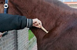 Behandlung eines Pferdes mit einer Herbert-Kugel im Halsbereich