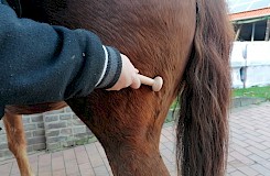 Behandlung eines Pferdes mit einer Herbert-Kugel am Hinterlauf