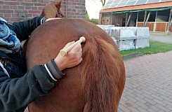 Behandlung eines Pferdes mit einer Herbert-Kugel am Schweif