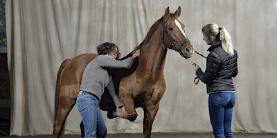 Chiropraktische Behandlung eines Pferdes durch eine Tierärztin