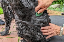 Anwendung der asiatischen Technik Gua Sha am Hund