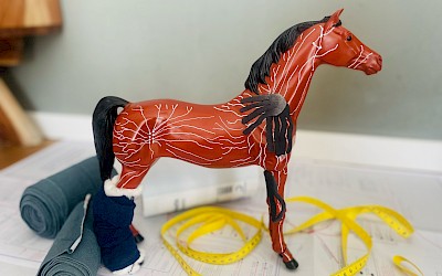 Simulation Lymphdrainage am Pferd