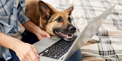 Hund und Frauchen schauen auf einen Laptop