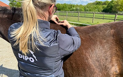 Eine Therapeutin behandelt ein Pferd mit der Dorntherapie an der Wirbelsäule