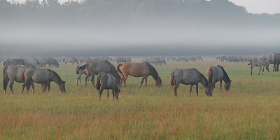 Dülmener Wildpferde auf einer Wiese im Morgennebel