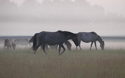Dülmener Wildpferde im Morgennebel auf einer Wiese
