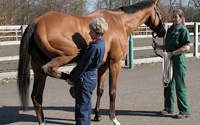 Dr. Sue Dyson behandelt ein Pferd an der Hinterhand