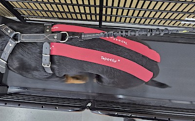 Getapter Hunderücken