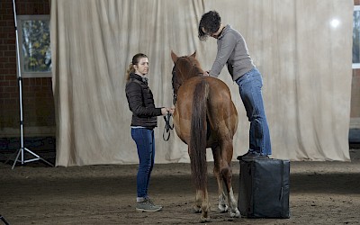 Chiropraktische Behandlung eines Pferdes